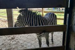 IMG-83f3160dc97cda6a9bea60b3497d1ff9-V